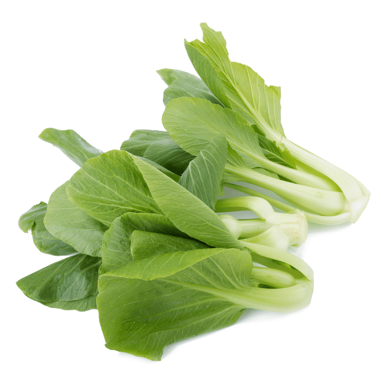Bok Choy Stonecrop Farm New York