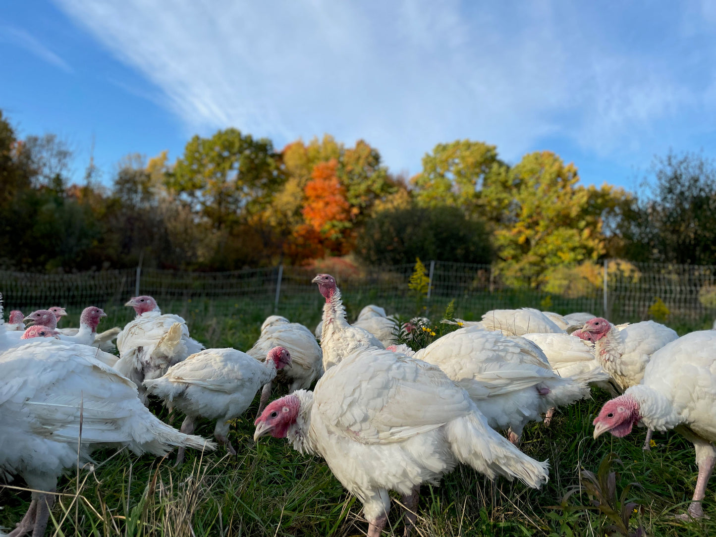 2024 Organic Thanksgiving Turkey Deposit