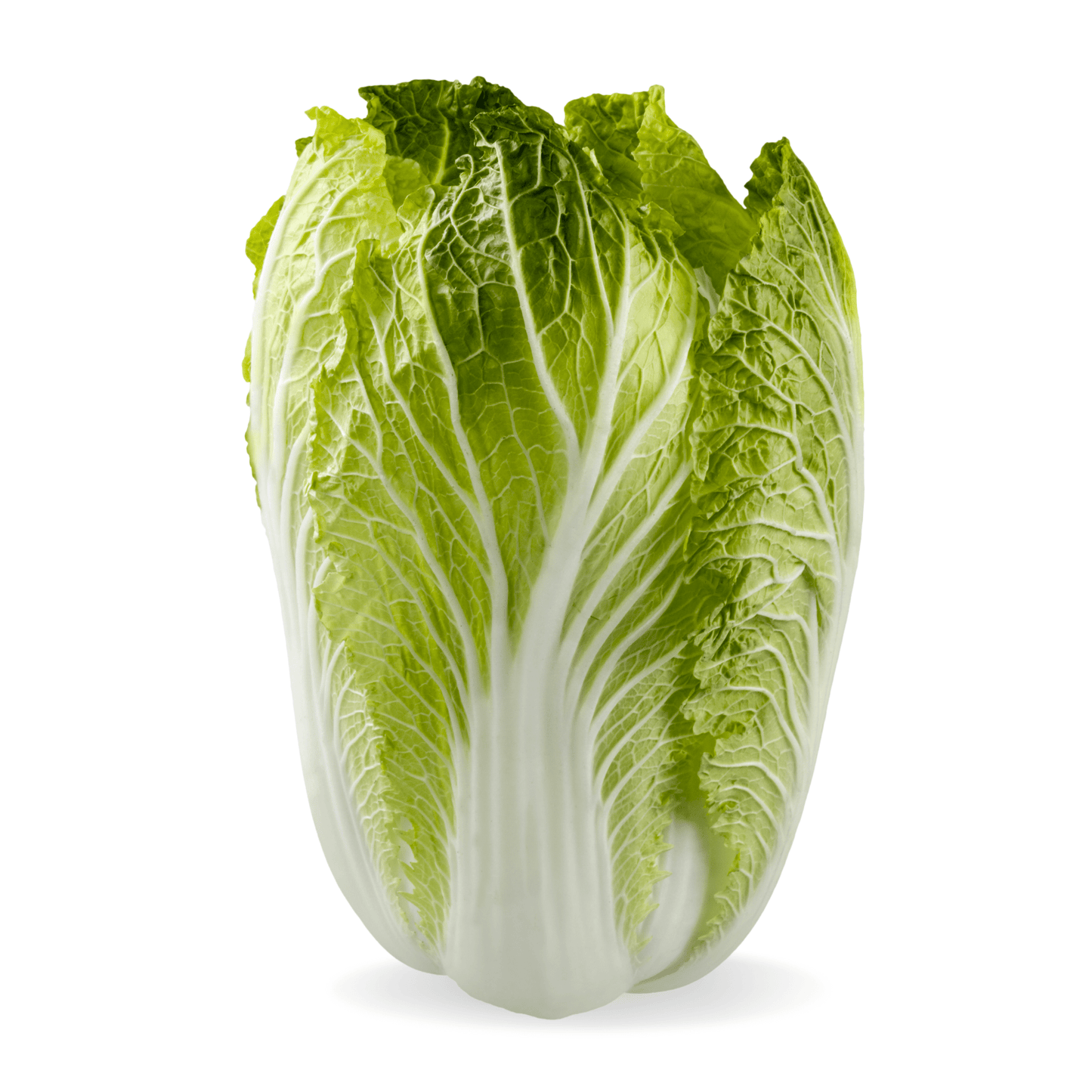 Napa Cabbage Stonecrop Farm New York