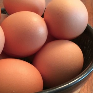 Organic Eggs Stonecrop Farm New York