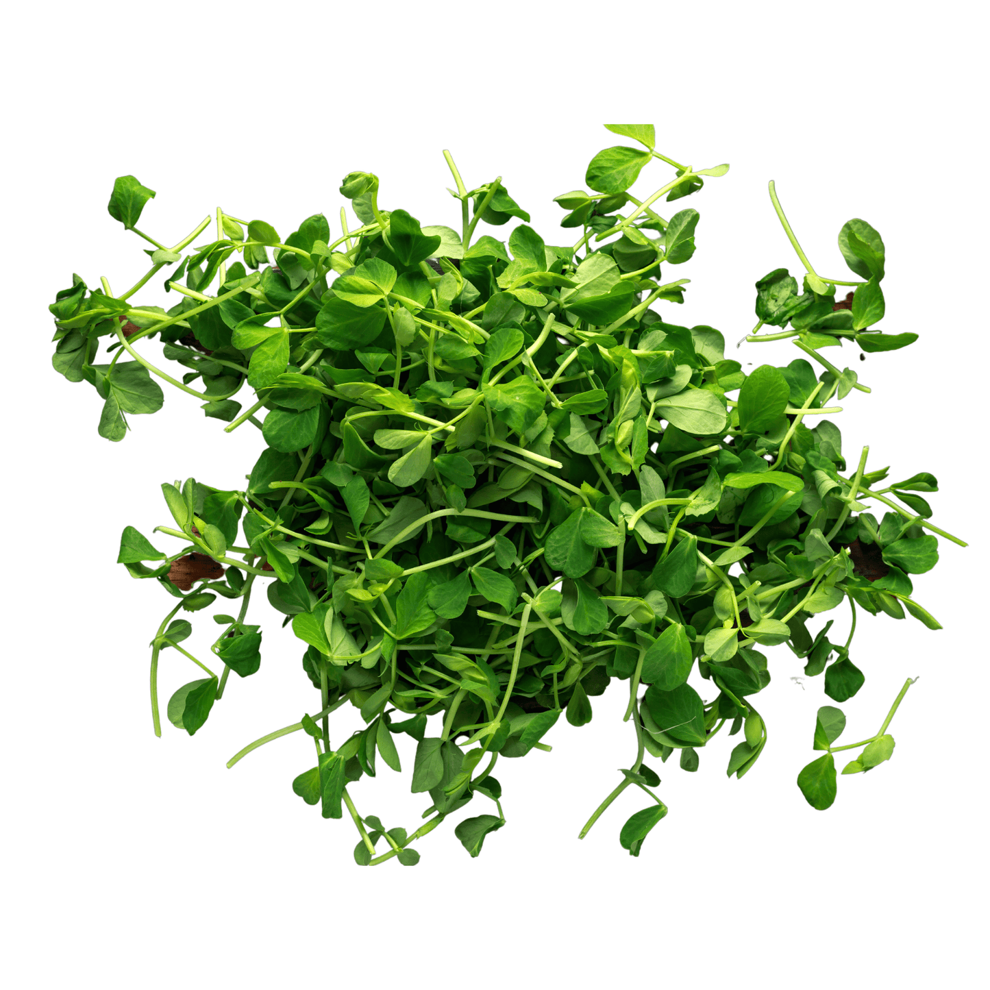 Pea shoots Stonecrop Farm New York