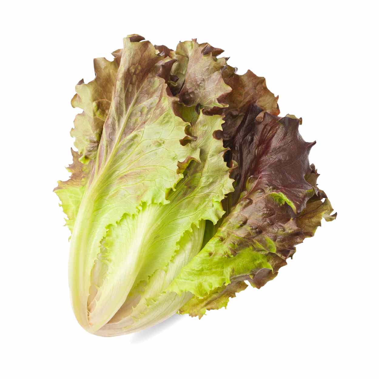 Red Leaf Lettuce