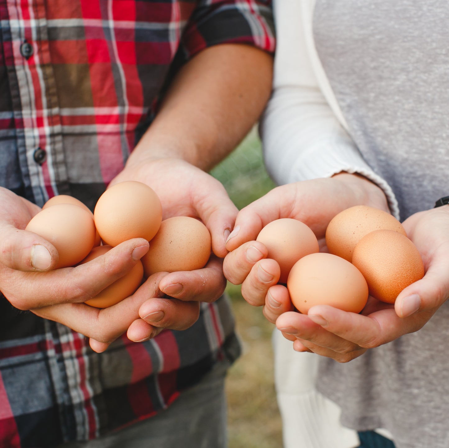 Organic Egg Share Renewal B